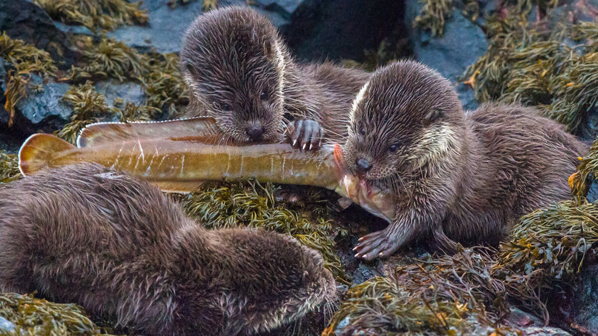 Three sibling cubs trying to claim their share of a ling, caught by their mum. Brydon Thomason