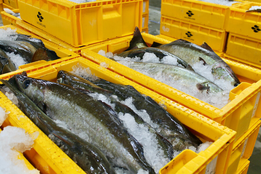 The fishing industry is the mainstay of the Shetland economy | Osla Jamwal-Fraser