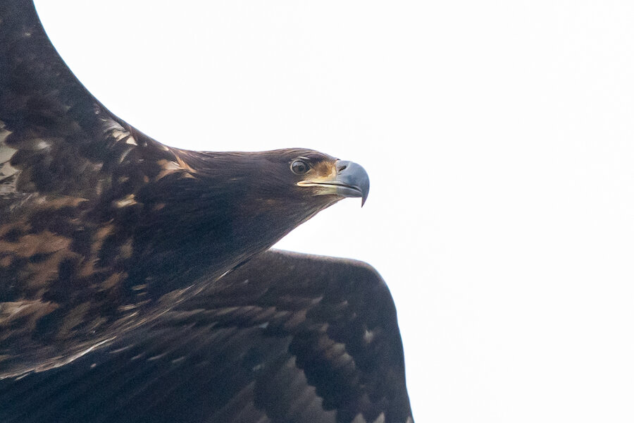 Witnessing white-tailed eagles in Shetland is an exhilarating sight | Brydon Thomason