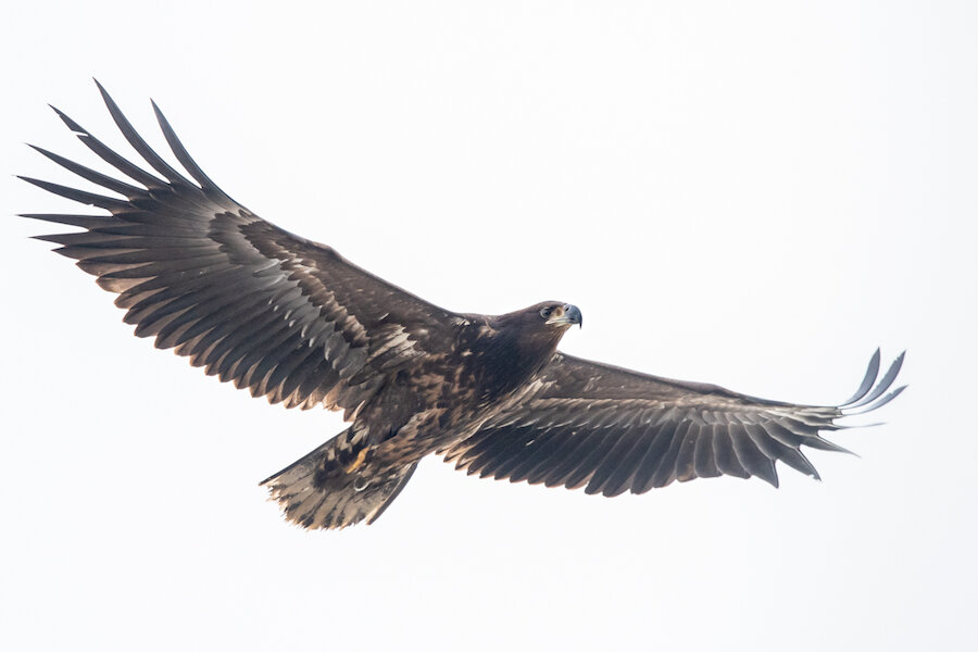 White-tailed eagles, also known as sea eagles, have a wingspan of up to 2.4m. This was one was seen in Unst.