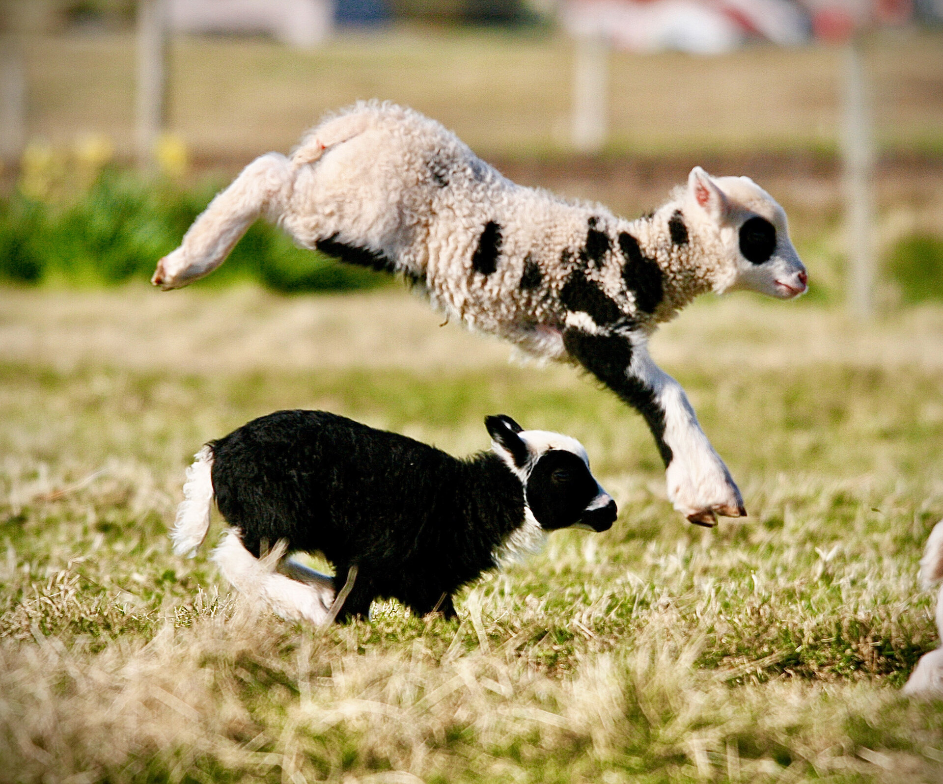 Gambolling lambs are one of the ubiquitous sights of spring in Shetland.