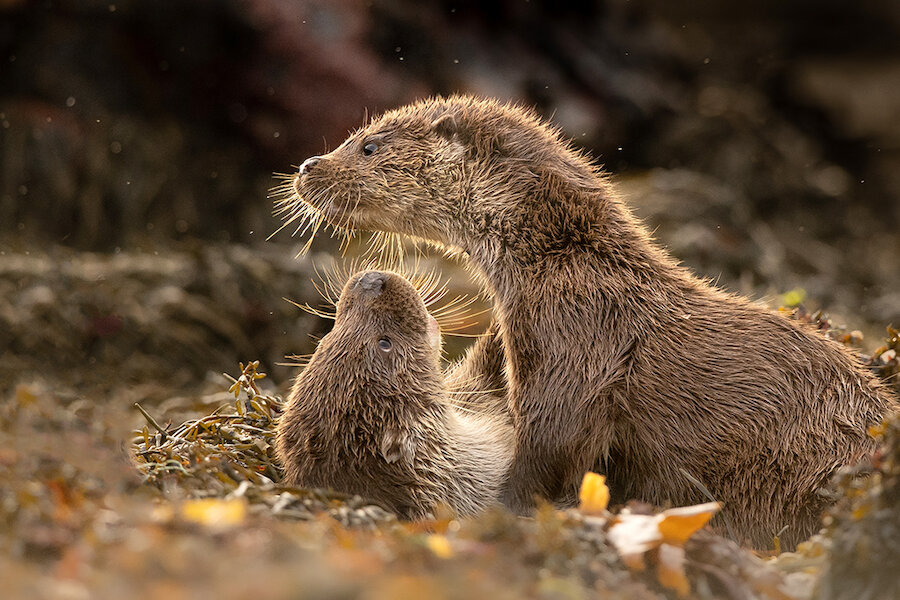 Otters are among the native wildlife regularly spotted in Shetland.