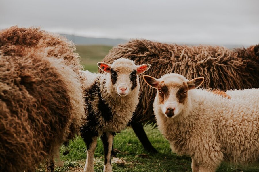 Shetland Wool Week draws visitors from all over the world. | Shetland Wool Week