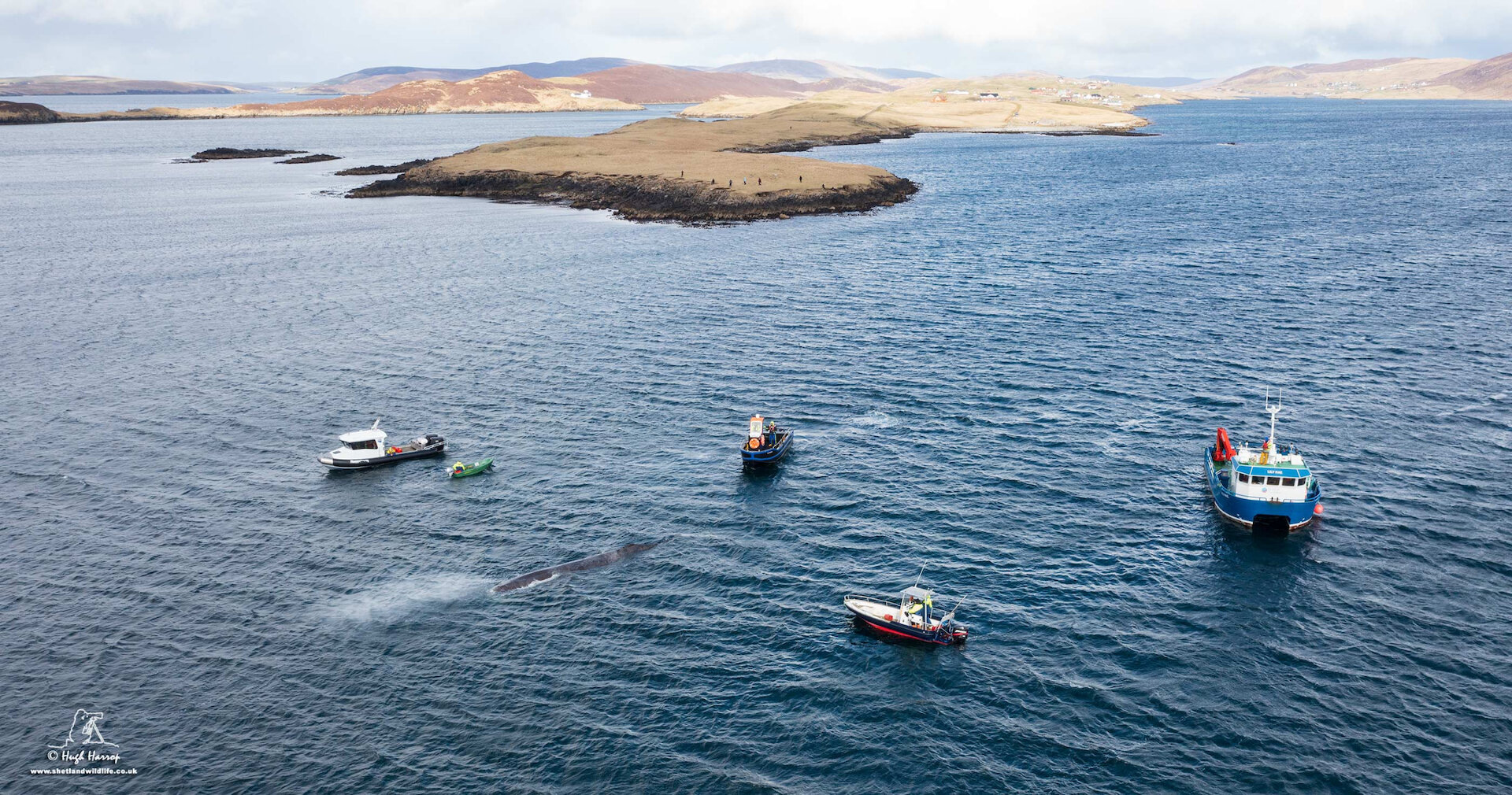 The collection of boats belonging to residents and the salmon farming company Scottish Sea Farms, guide the sperm whale to deeper waters.