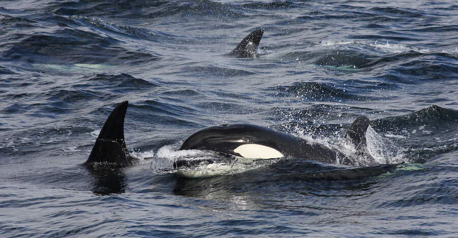 Orcas are regularly spotted hunting off the Shetland coast. | David Gifford