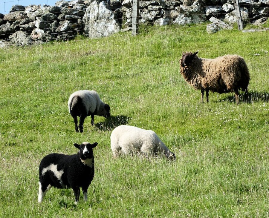 Shetland lamb and mutton are one of the great strengths of the Shetland larder. | Alastair Hamilton