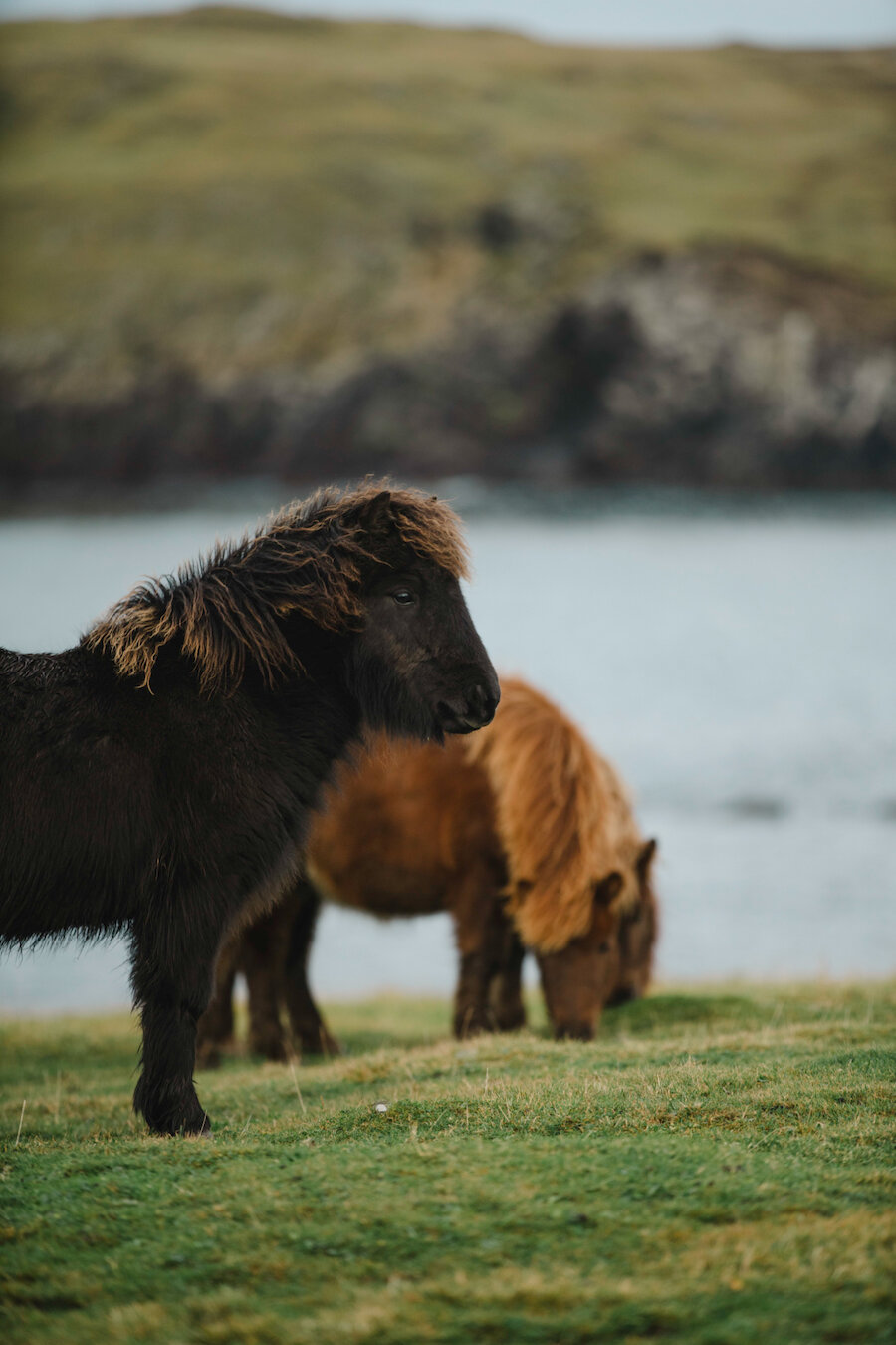 Intelligent and hardy, Shetland ponies enjoy life out on the hill.