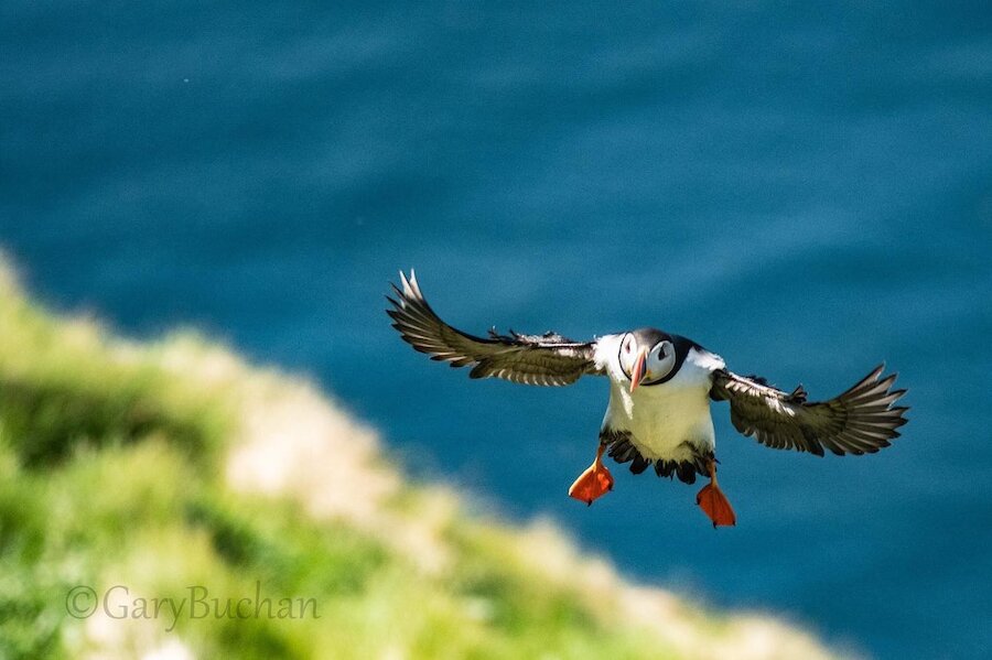 Puffins can be seen at nesting sites around Shetland including at Sumburgh Head.