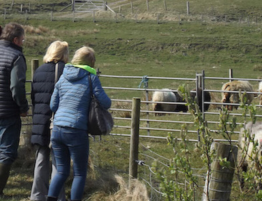 One option is a visit to the organic farm at Uradale, Scalloway. | Shetland Wool Week