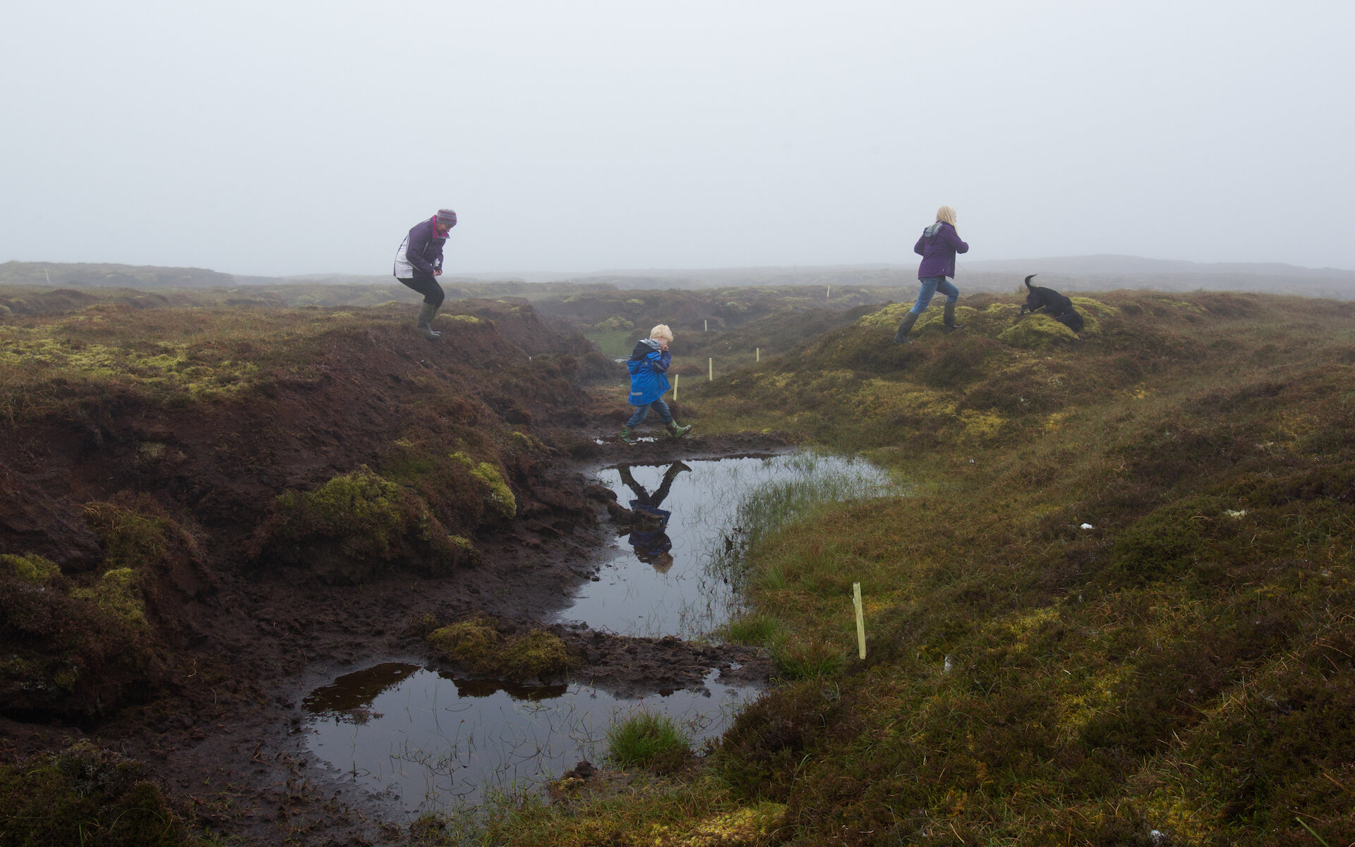Wet and boggy conditions are the ideal habitat for healthy peatlands.