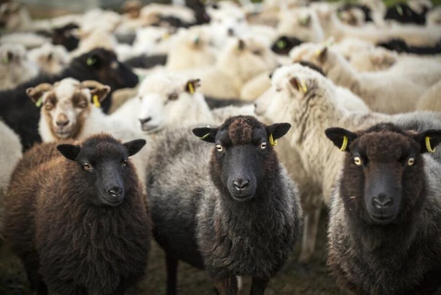 The Shetland native sheep: these are part of the flock at Uradale Farm, Scalloway | Taste of Shetland