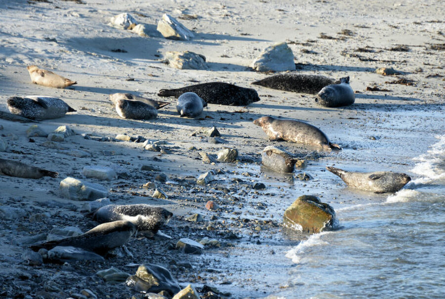 Seals enjoy the sun (Courtesy Alastair Hamilton)