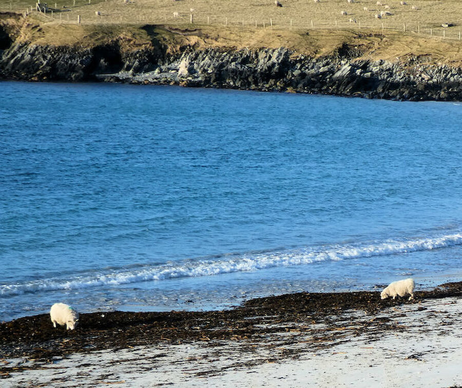 These sheep seem to enjoy seaweed at least as much as grass (Courtesy Alastair Hamilton)
