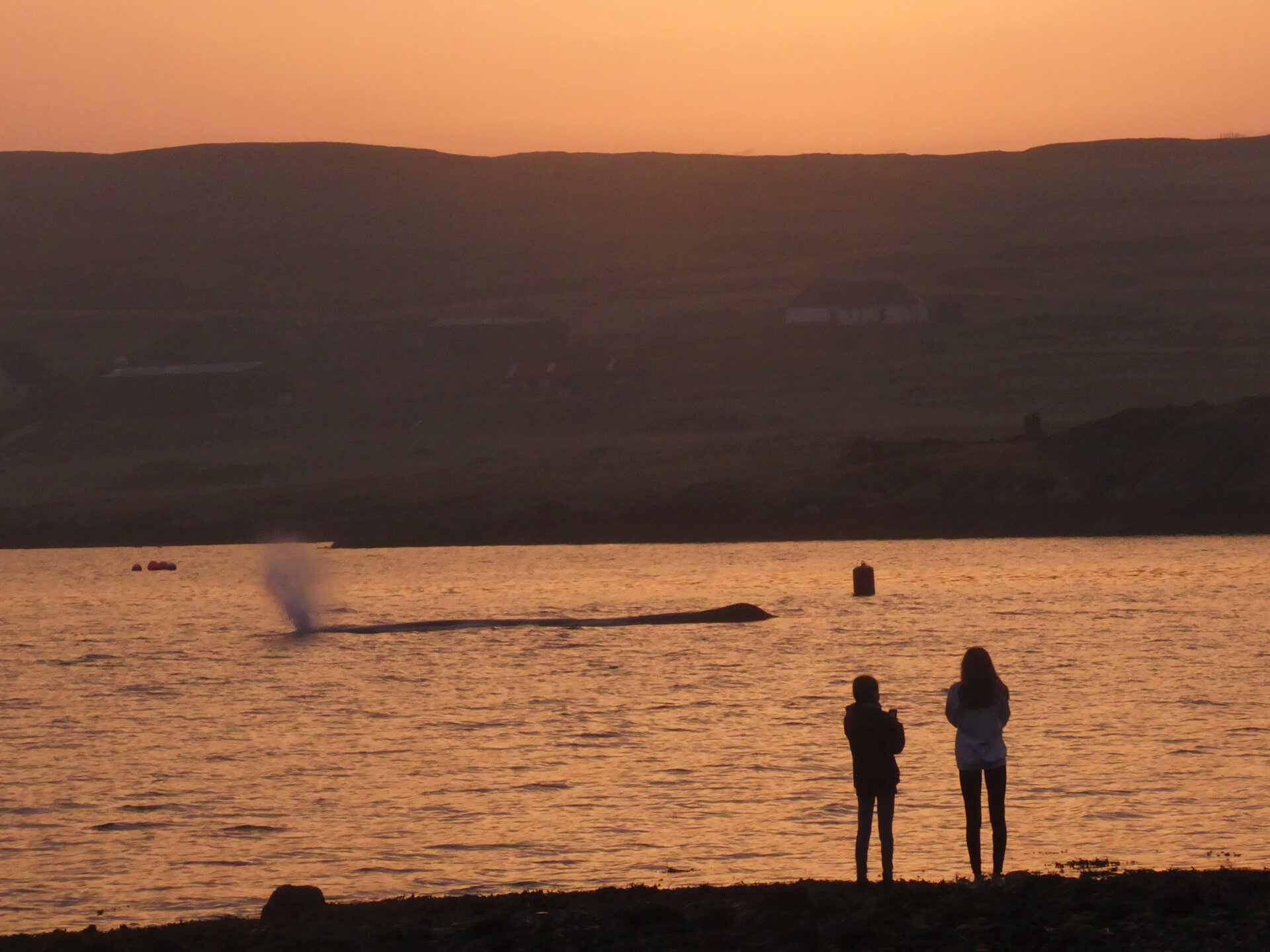 Whale watching from the shore is one of the greatest pleasures of life in Shetland. | Catherine Munro