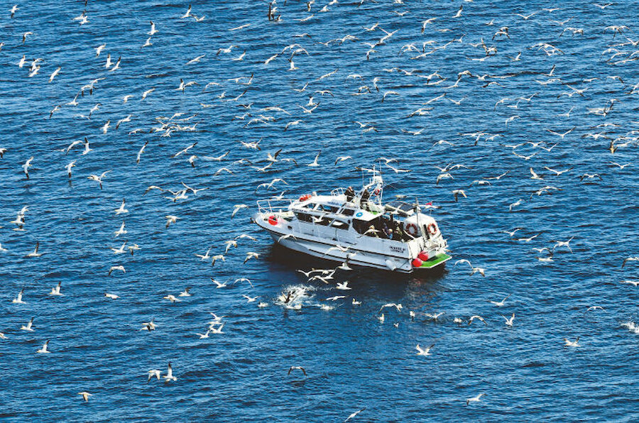 Gannets surround Dunter off Noss (Courtesy Georges Dif)