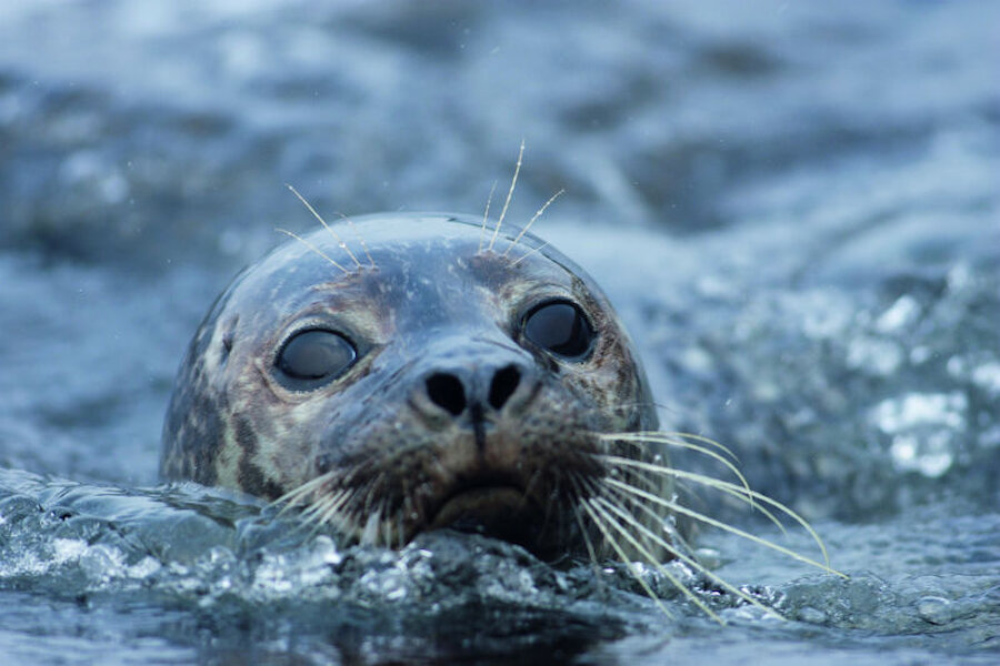 An inquisitive seal (Courtesy Hellio van Ingen)