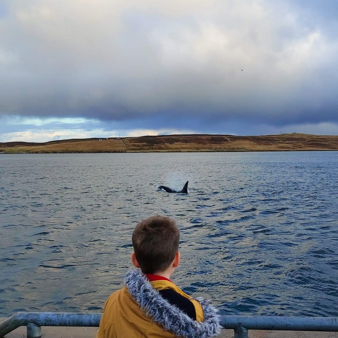 Orcas can be seen off the coast of Shetland all year round. A brilliant experience for this little lad. Photo: @mattandtazshetland_