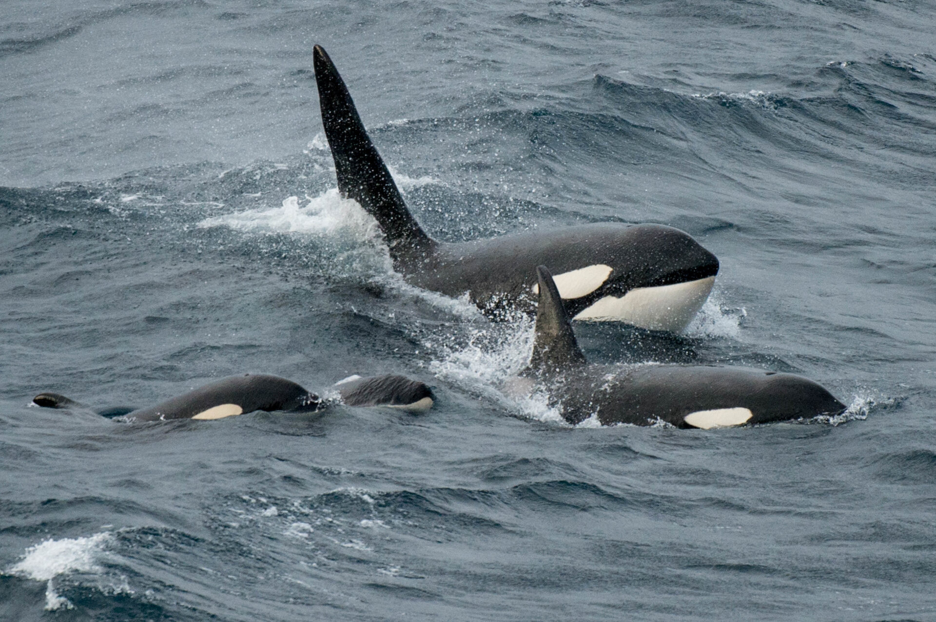 A pod of orcas surfaces in the waters off Shetland.
