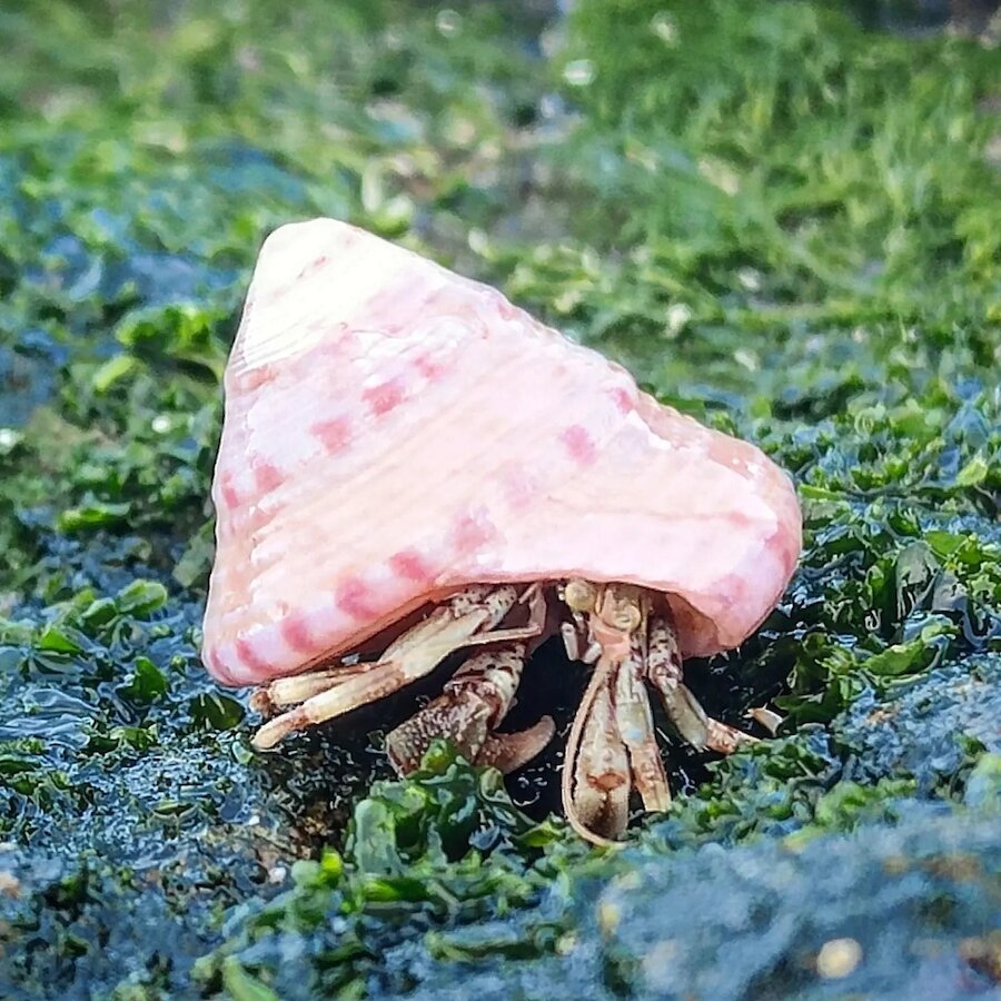 Pretty in pink &ndash;&nbsp;a tiny hermit crab.