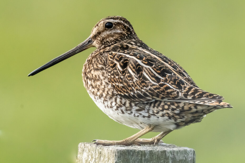 Snipe are among the birds visiting Fetlar.