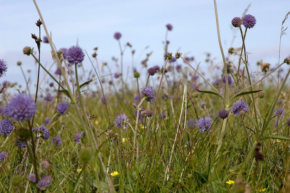 The array of wildflowers make a colourful sight in Fetlar. | Promote Shetland