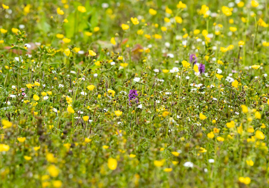 A Fetlar meadow in full, colourful, bloom.