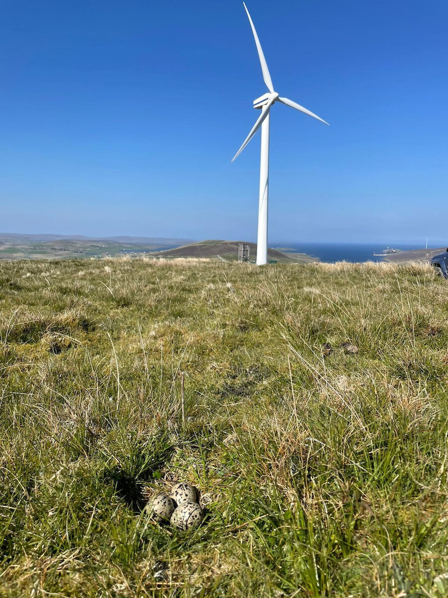 Wild birds continue to nest in the land occupied by the Burradale turbines. | David Thomson/Shetland Aerogenerators