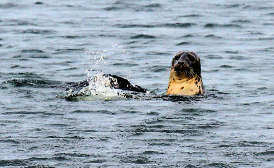 Seals are easy to spot - and very curious about humans (Courtesy Alastair Hamilton)