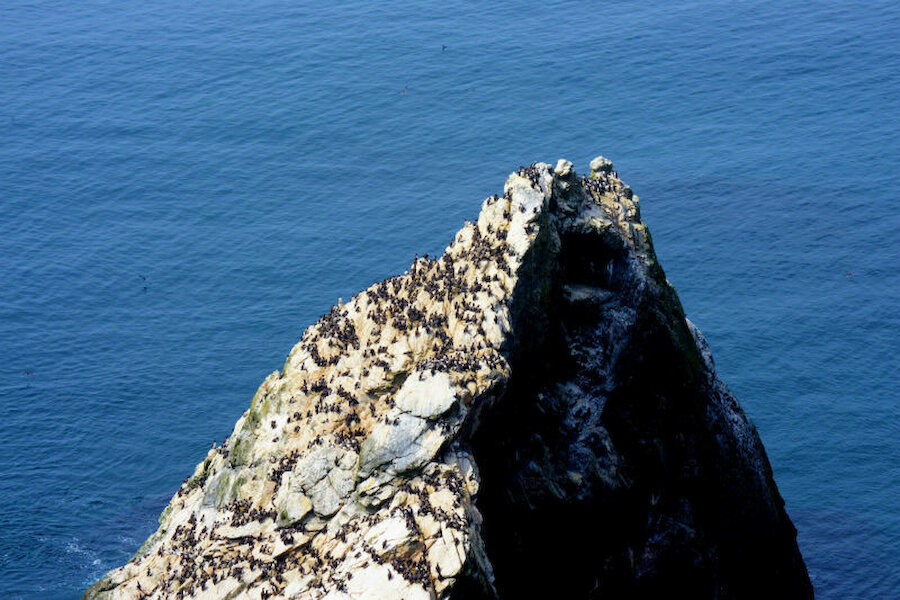 Thousands of seabirds crowd the cliffs at Sumburgh Head (Courtesy Alastair Hamilton)