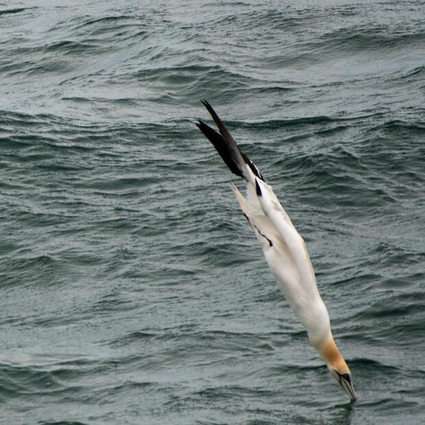 A gannet dives for fish at Brei Wick, Shetland. | @draatsi