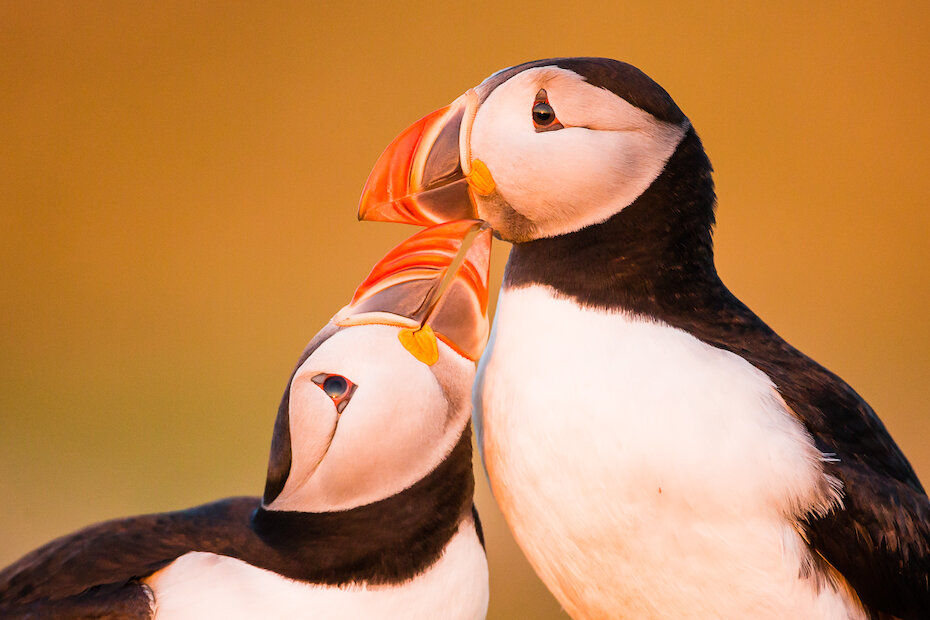 Spotting puffins is a must-do on any summer visit to Shetland. | Kevin Morgan
