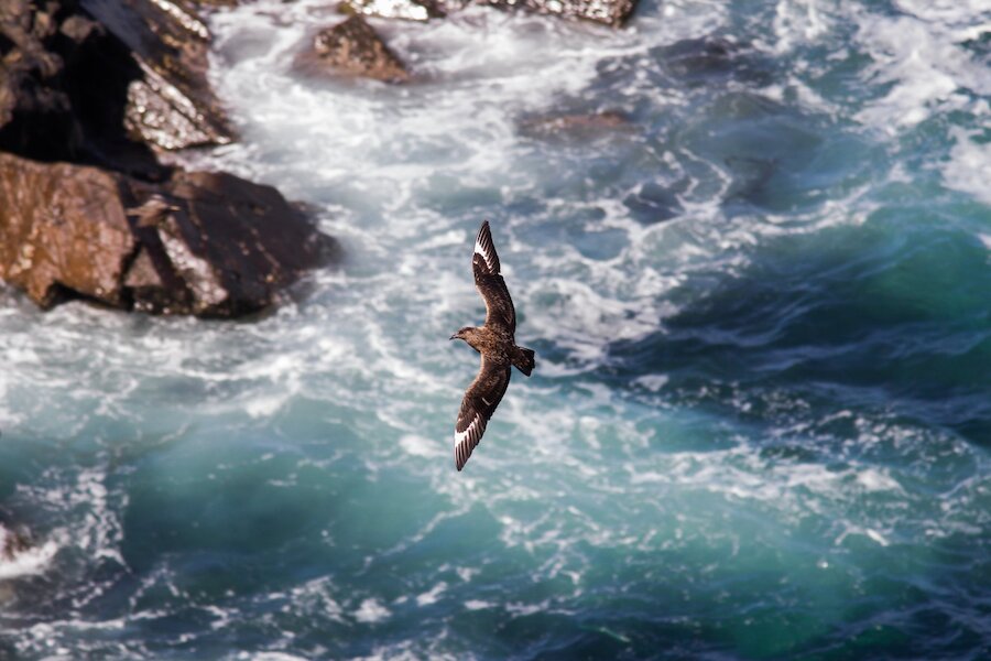A great skua swooping over choppy waters at Sumburgh Head.