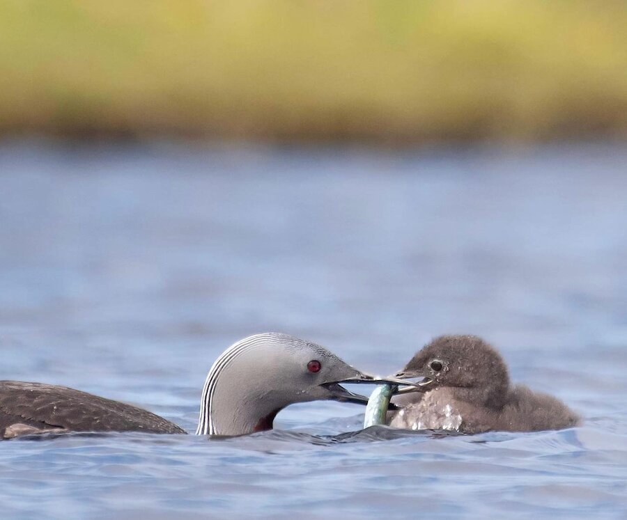 A red-throated diver feeds its chick. | @carmensc30