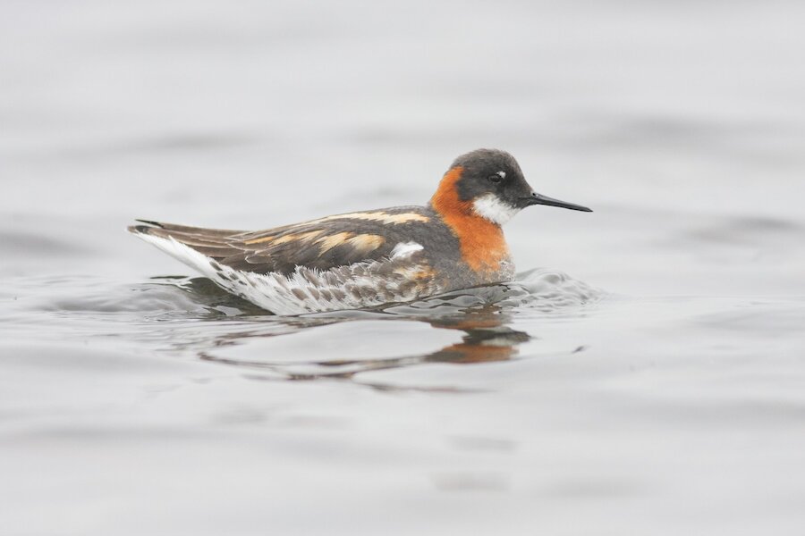 Fetlar is one of the best places to see red-necked phalarope.