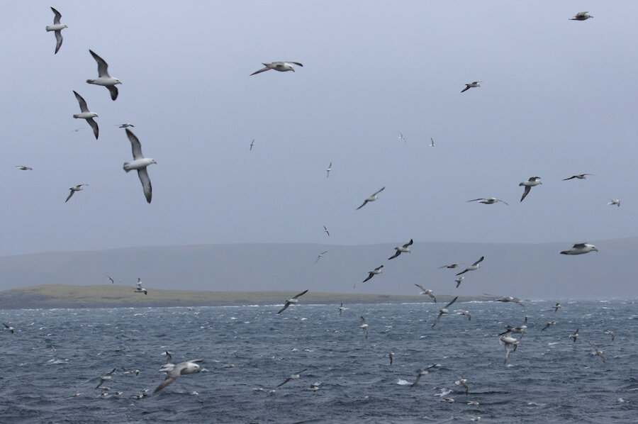 Fulmars feeding off the Taing of Noustigarth in Unst. | Mike Pennington