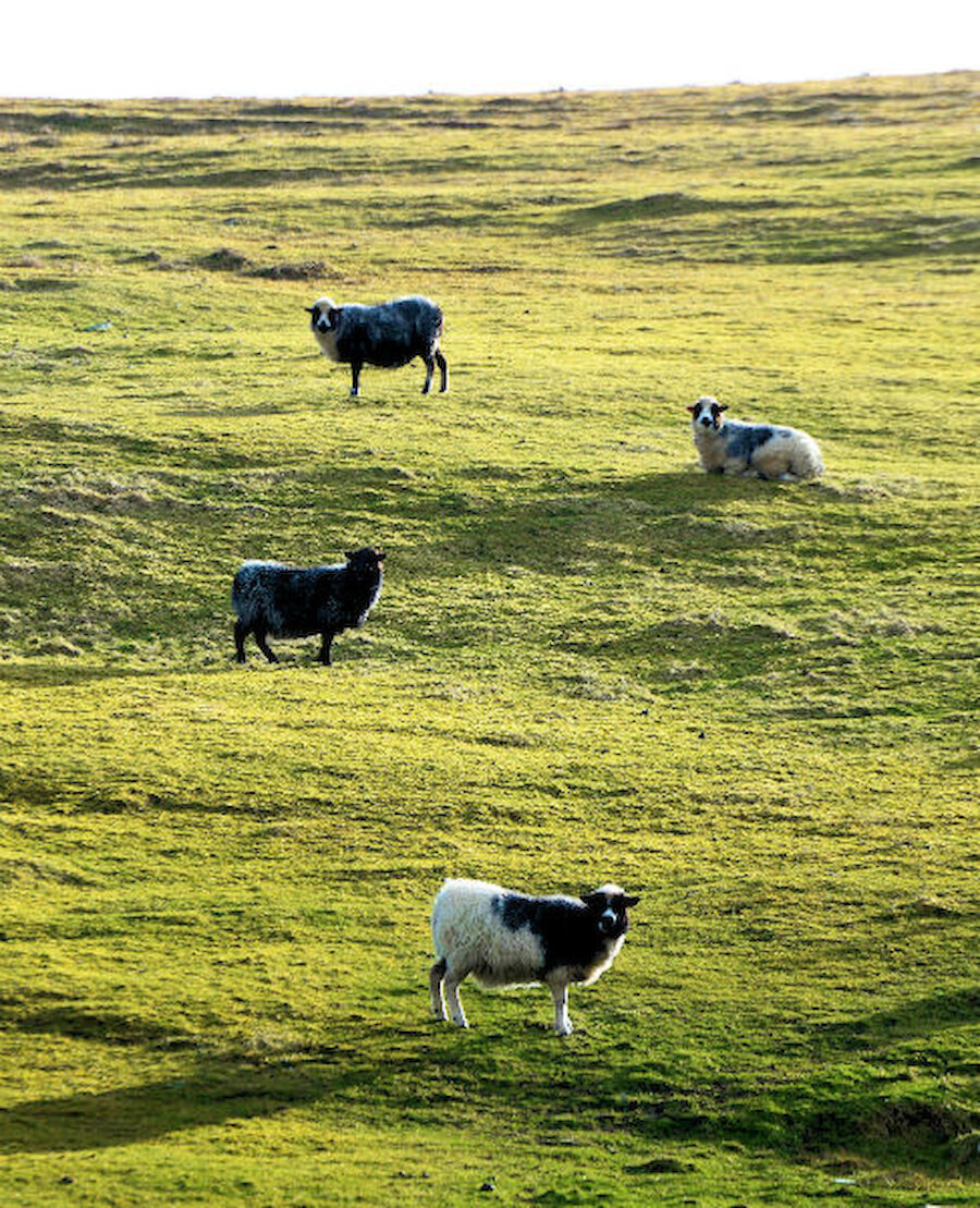 Shetland native sheep on Uradale Farm, near Scalloway (Courtesy Alastair Hamilton)