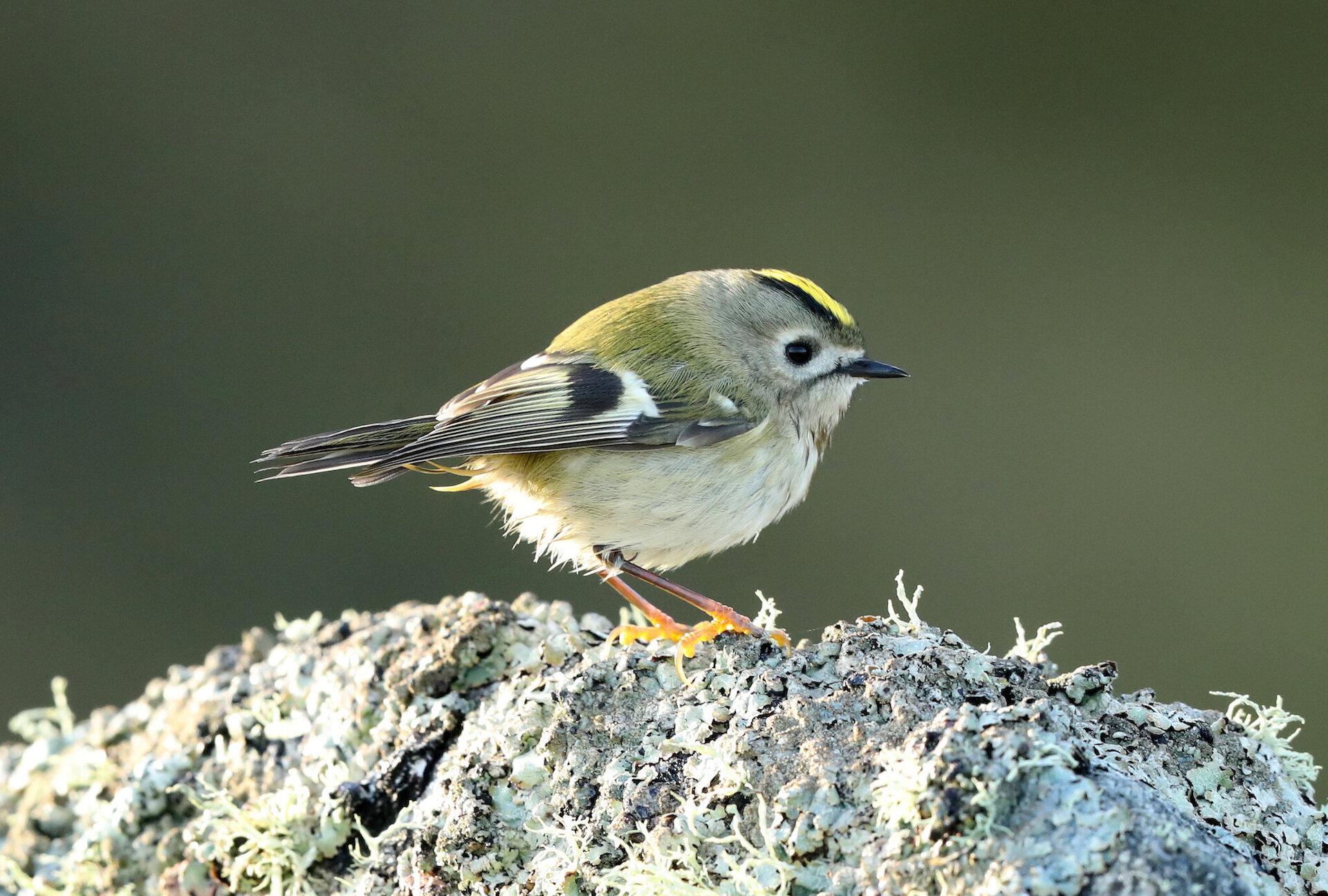 Goldcrests are often seen in Shetland during the autumn migration.