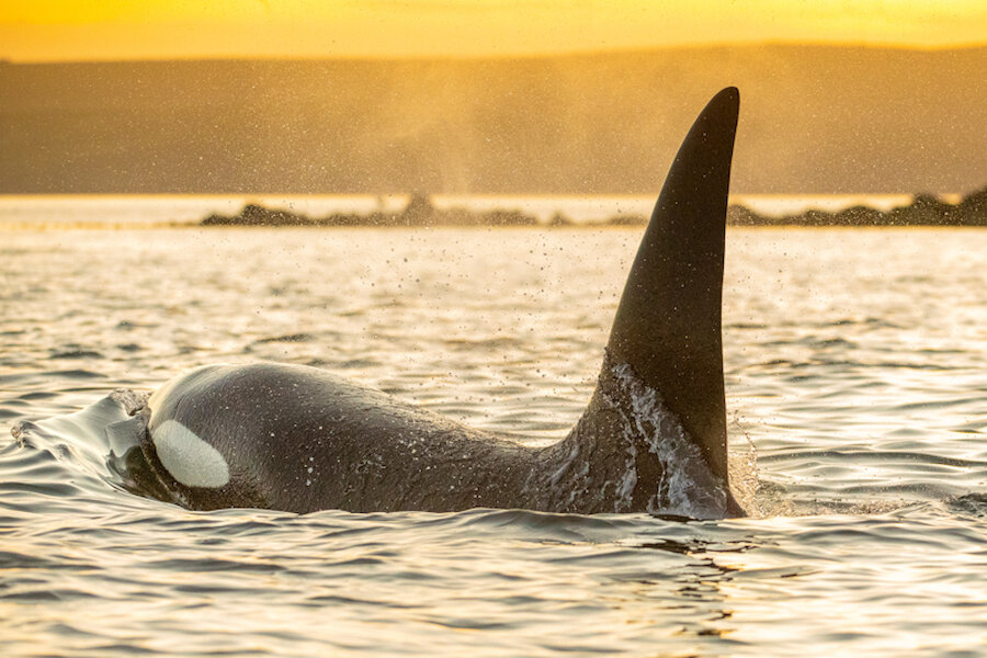 Orcas often patrol Shetland's coast | Brydon Thomason