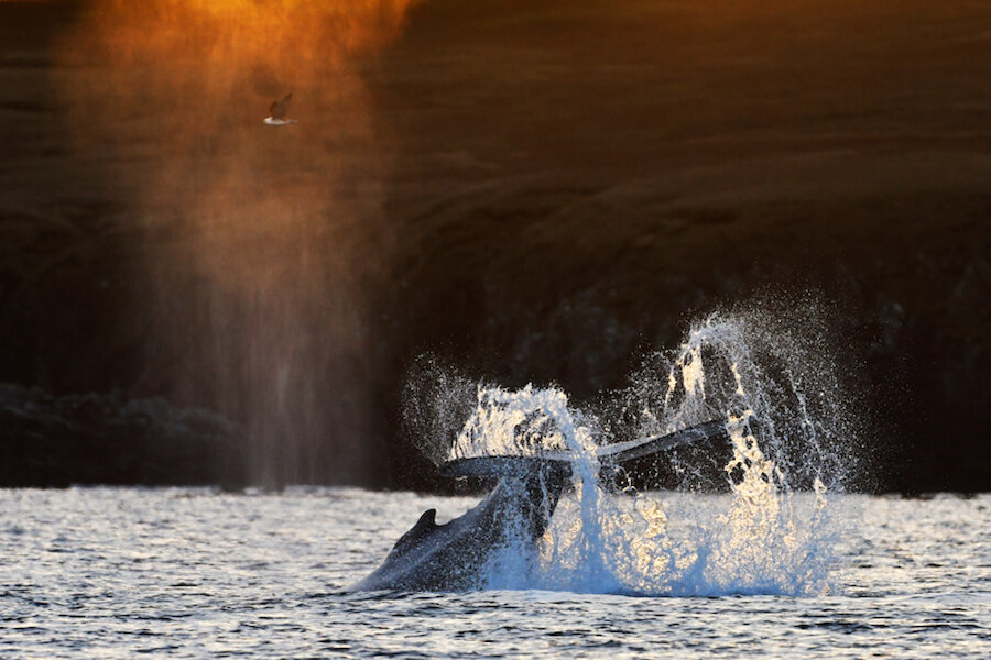 A Humpback whale; this one had made its way to Shetland from Guadeloupe. | Brydon Thomason