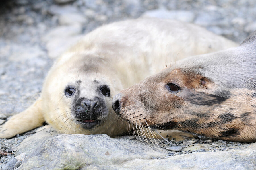 Grey seal and pup. | Brydon Thomason