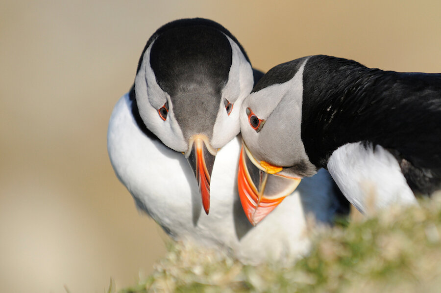 Puffins: one of many highlights for any visitor to Shetland. | Brydon Thomason