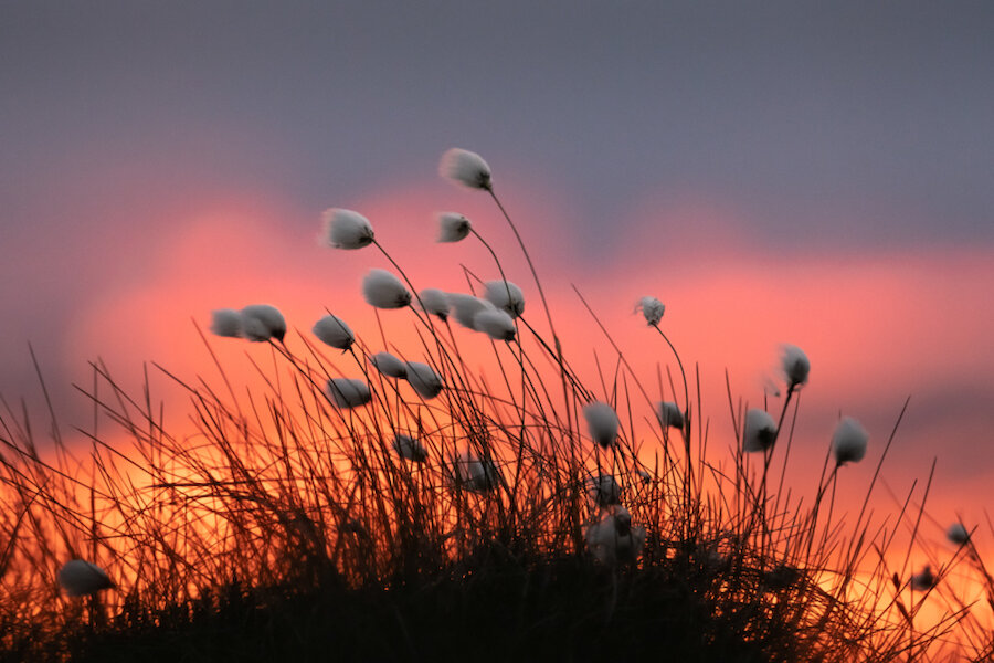 Hare's tail cotton grass. | Brydon Thomason