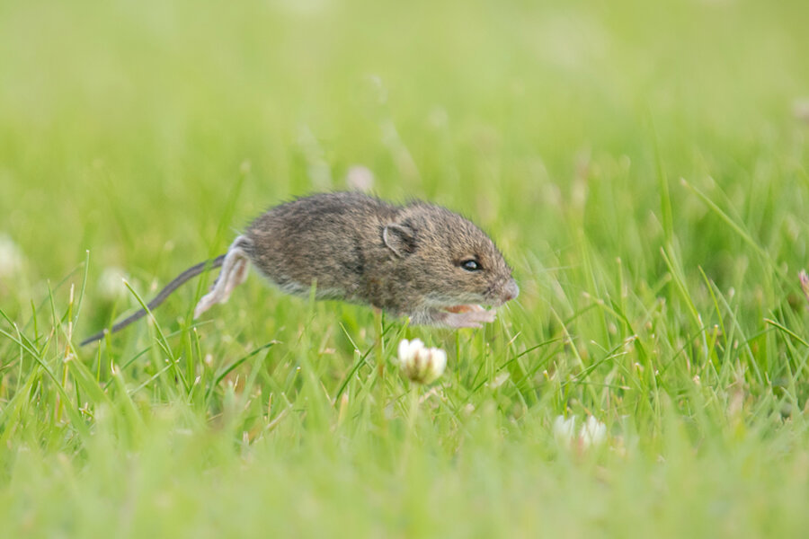 A long-tailed (in Shetland, hill) mouse | Brydon Thomason