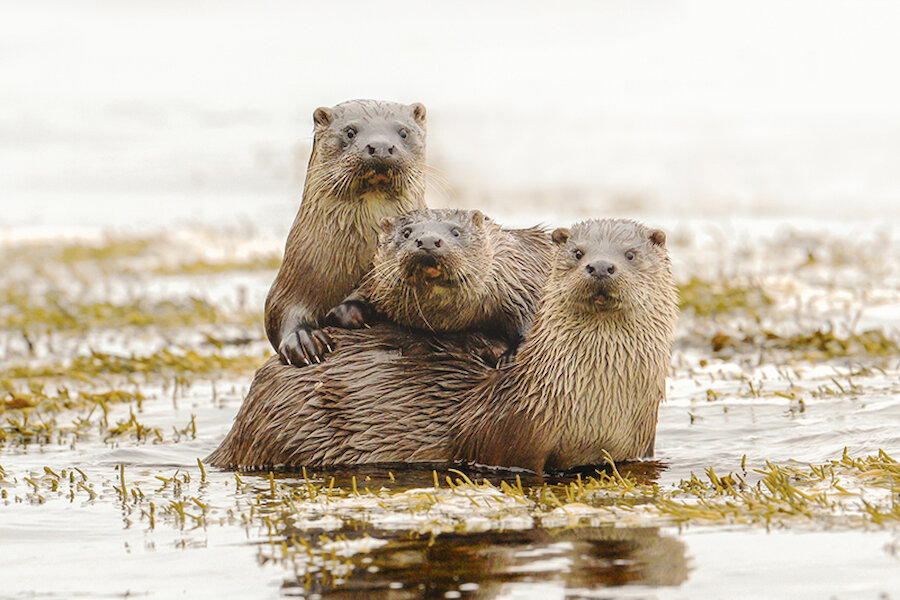 A family of otters. | Brydon Thomason