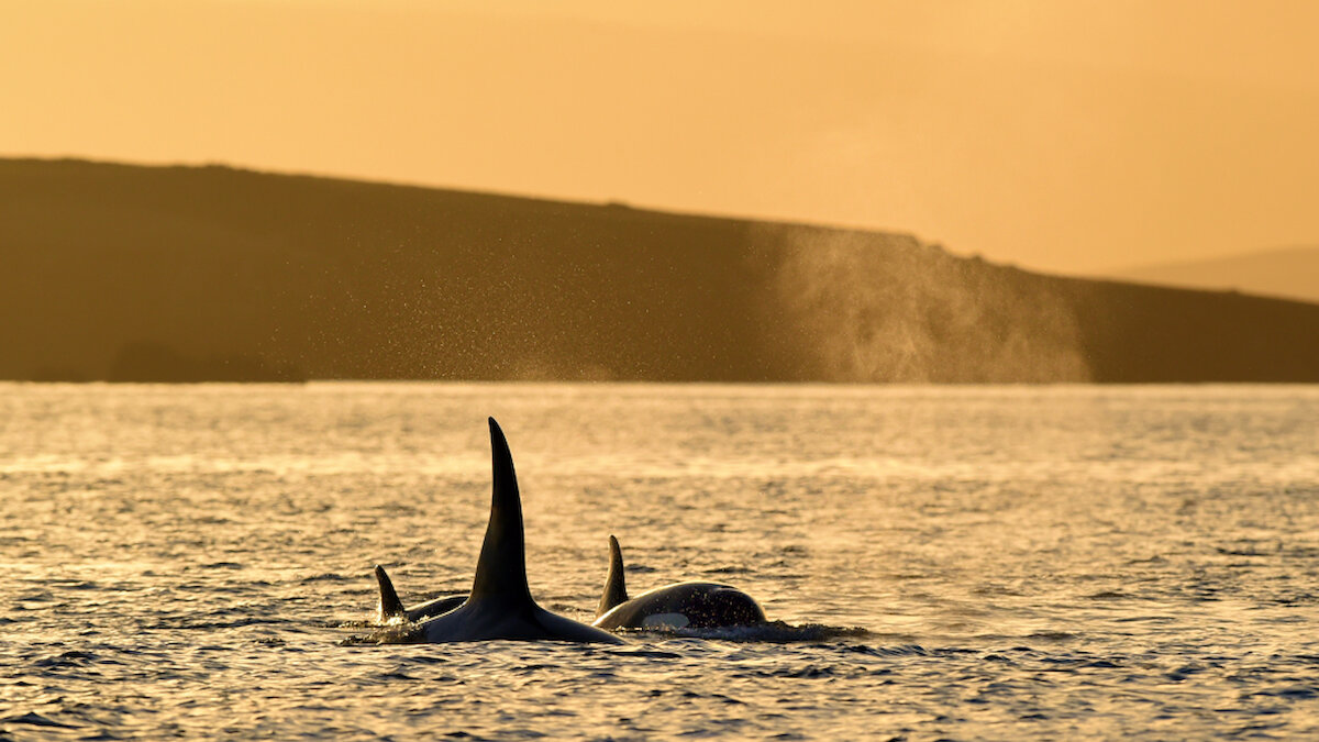 Orcas - these magnificent sea mammals visit Shetland in the very heart of winter. Brydon Thomason