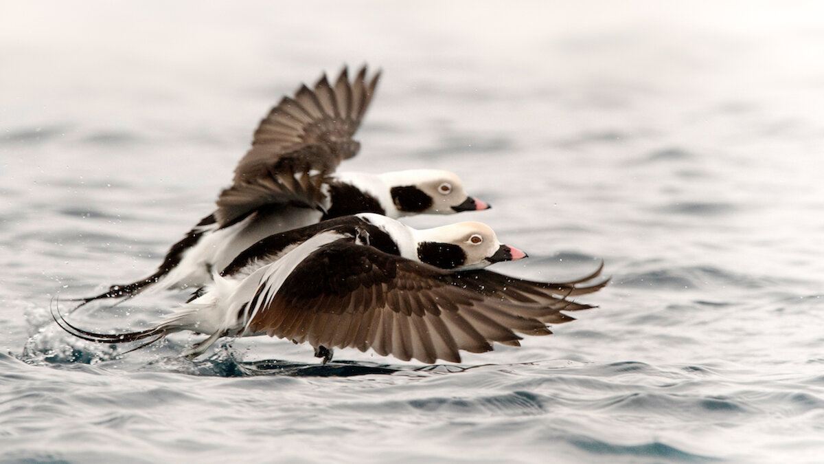 Long-tailed ducks congregate in Shetland in large flocks each winter. Brydon Thomason