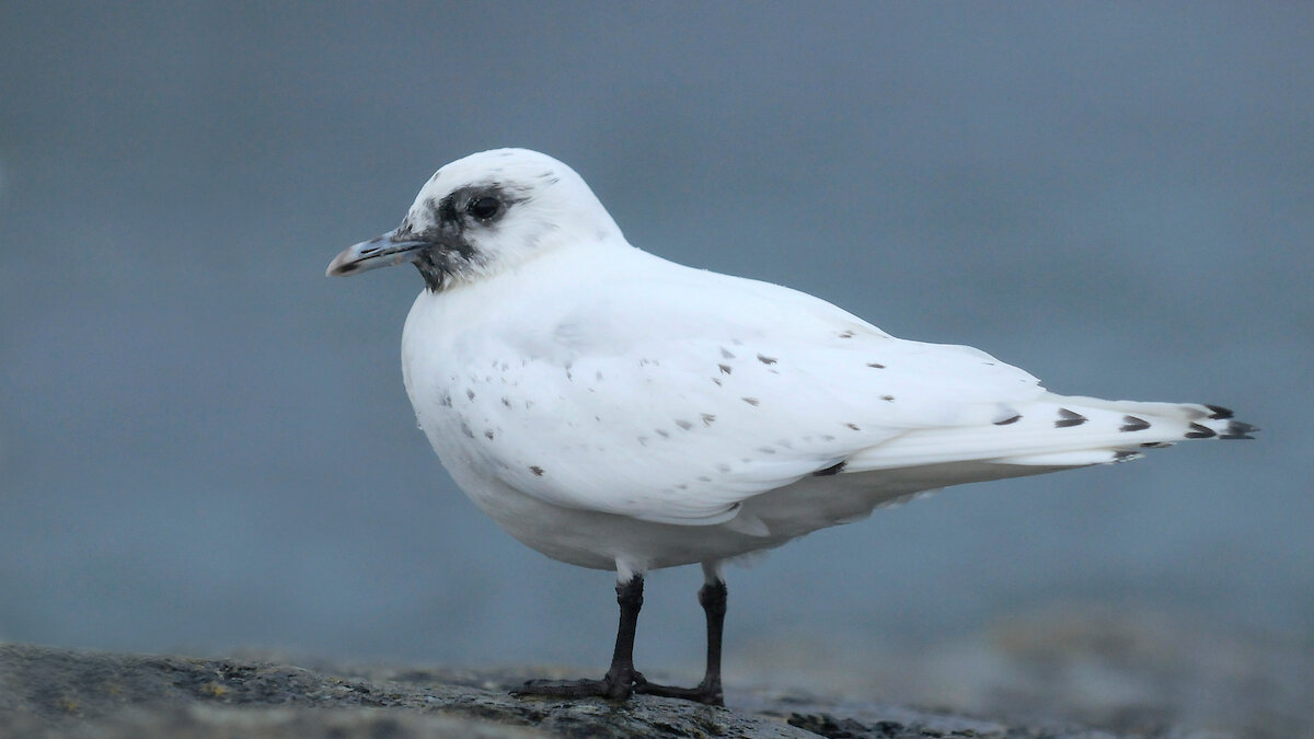 A mega rare Ivory Gull - spotted just once by the photographer in all his years of wildlife watching. Brydon Thomason