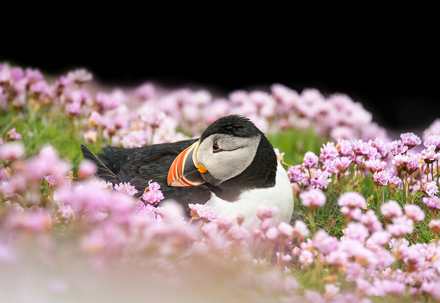 When to see Puffins in Shetland