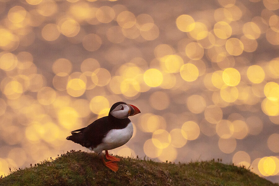 More than any other species of seabird on Shetland, Puffins allow photographers to be experimental with with use of technique, light and equipment. The golden sparkles of sunset, shimmering on the sea below, create an effect known as 'bokeh'.