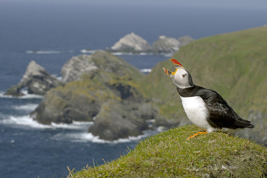 With patience, Puffins can offer powerful opportunities to picture them in iconic seascapes.
